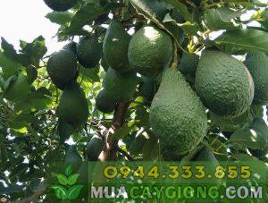Kỹ thuật trồng bơ năng suất cao