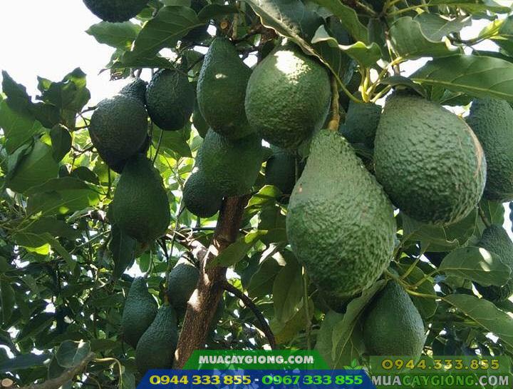 Kỹ thuật trồng bơ năng suất cao