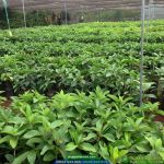 Cây giống bơ 034 - Giống bơ sáp trái dài da xanh (2 vụ 1 năm) - Ảnh 3