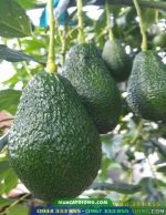 Cây giống bơ Pinkerton (bơ pin) - Giống bơ mới trái vụ giá trị cao - Ảnh 4