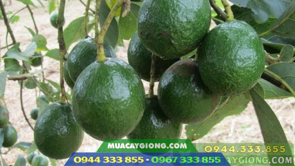 Các giống bơ ngoại nhập (bơ Mỹ, bơ Úc)