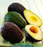 Cung cấp giống bơ hass, lamb hass