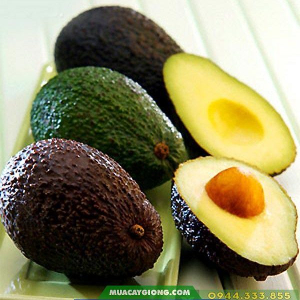 Cung cấp giống bơ hass, lamb hass