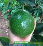 Cây giống bơ Booth 7 - Bơ sáp mỹ trái tròn năng suất cao