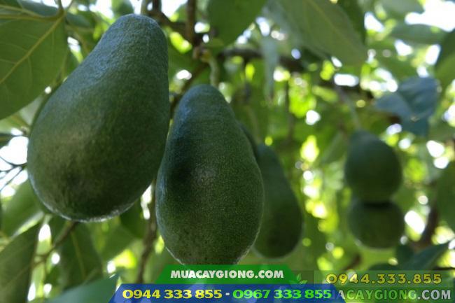 Hình ảnh giống bơ Fuerte