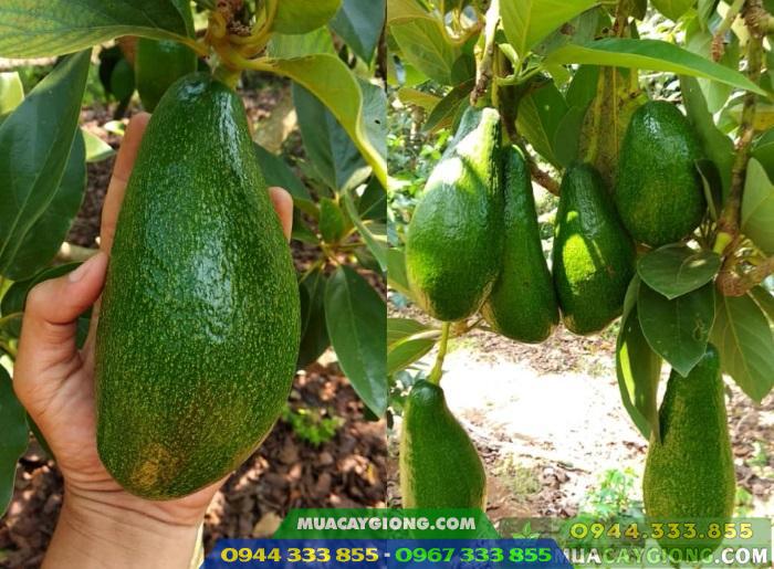 Giống bơ Không Tên MD02 - Nguồn: Facebook - Hội nông dân trồng bơ