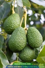 Cây giống bơ Hass - Giống bơ sáp mỹ giá trị kinh tế cao nhất hiện nay - Ảnh 3