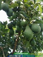 Cung cấp cây giống bơ Pinkerton (bơ pin)