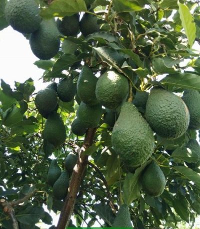 Cung cấp cây giống bơ Pinkerton (bơ pin)