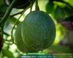 Cây giống bơ Reed - Giống bơ thu hoạch muộn giá trị kinh tế cao - Ảnh 2