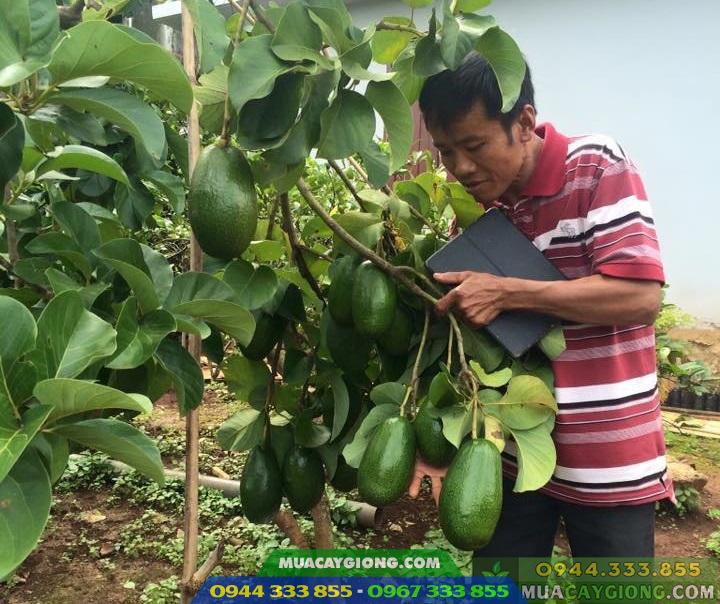 Giống bơ Thành Bích trái siêu khủng - Nguồn: Facebook - Bơ Thành Bích