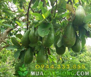 Giống bơ tứ quý Đức Huấn - Nguồn: Facebook - Đức Huấn Nguyễn