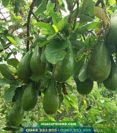 Giống bơ tứ quý Đức Huấn - Nguồn: Facebook - Đức Huấn Nguyễn