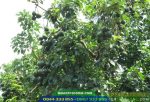Giống bơ booth 7, năng suất cao, thích nghi rộng