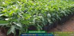 Cây giống bơ 034 - Giống bơ sáp trái dài da xanh (2 vụ 1 năm) - Ảnh 2