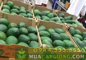 Phân loại các giống bơ phổ biến hiện nay