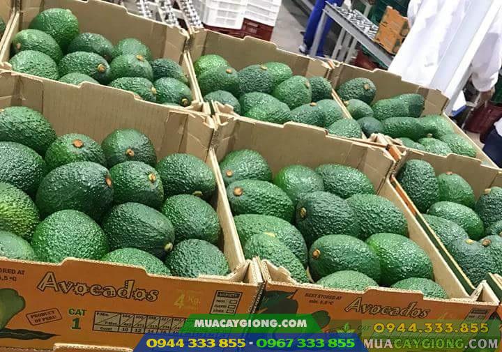 Phân loại các giống bơ phổ biến hiện nay