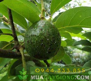 Sâu bệnh thường gặp trên cây bơ