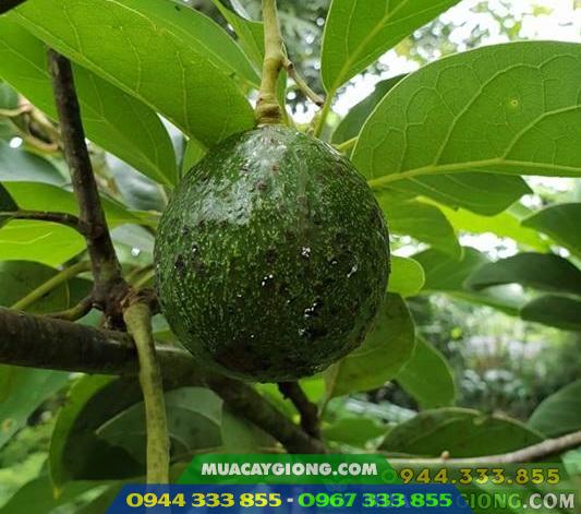 Sâu bệnh thường gặp trên cây bơ