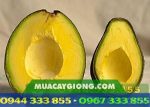 Cây giống bơ Reed - Giống bơ thu hoạch muộn giá trị kinh tế cao - Ảnh 4