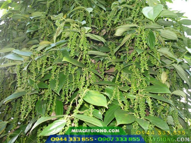 Các giống tiêu năng suất cao hiện nay