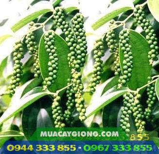 Hình ảnh giống tiêu Lada