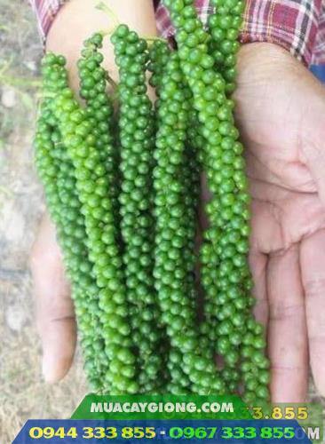 Bán cây giống tiêu Srilanka