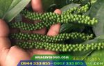 Giống tiêu mới Srilanka năng suất cao