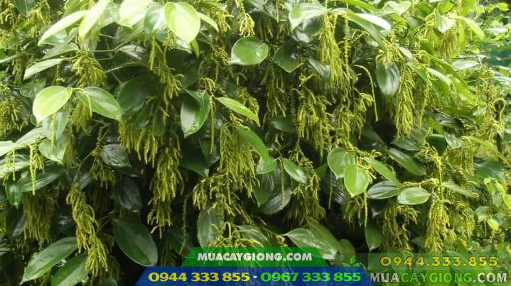Hình ảnh giống tiêu chùm Thekken