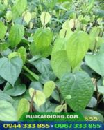 Cây giống tiêu trâu