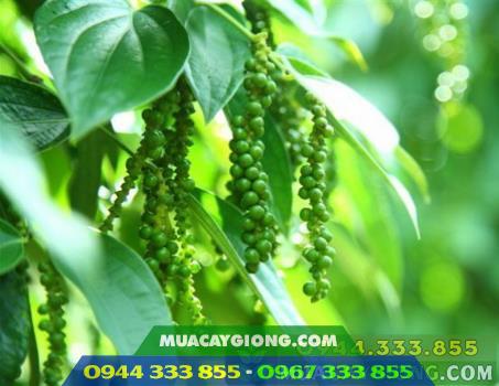 Hình ảnh giống tiêu trâu