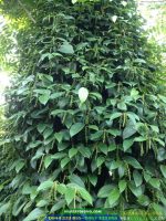 Bán tiêu giống vĩnh linh