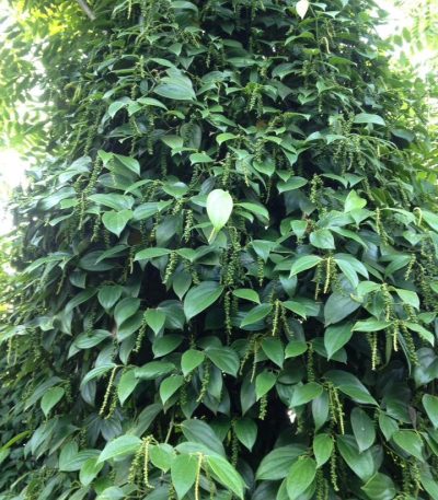 Bán tiêu giống vĩnh linh