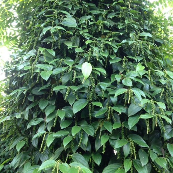 Bán tiêu giống vĩnh linh