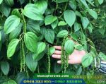 Giống tiêu mới Srilanka năng suất cao