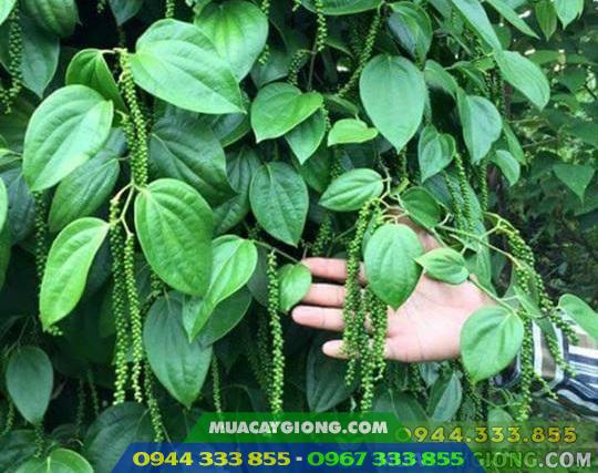 Giống tiêu mới Srilanka năng suất cao
