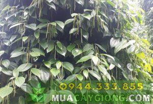 Hướng dẫn kỹ thuật trồng và chăm sóc cây tiêu