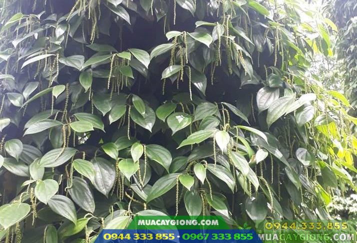 Hướng dẫn kỹ thuật trồng và chăm sóc cây tiêu