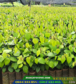 Bầu tiêu đạt tiêu chuẩn xuất vườn