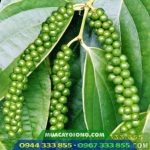 Cây giống tiêu Vĩnh Linh năng suất cao - Ảnh 2