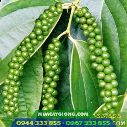 Hình ảnh giống tiêu vĩnh linh
