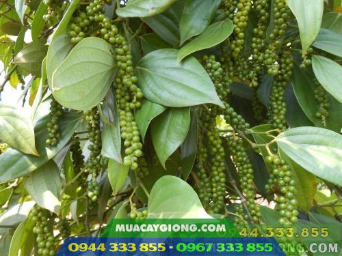 Hình ảnh giống tiêu Phú Quốc