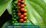 Giống tiêu trâu sinh trưởng mạnh, kháng bệnh tốt