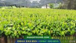 Bán cây giống tiêu vĩnh linh