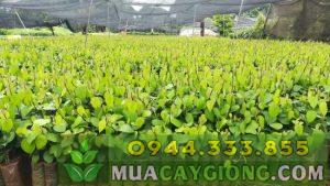 Kỹ thuật ươm tiêu