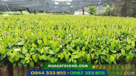Kỹ thuật ươm tiêu