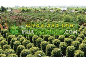 Các loại trụ trồng tiêu