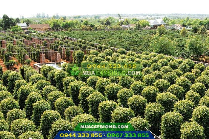 Các loại trụ trồng tiêu