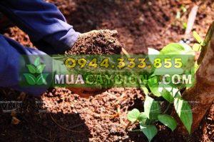 Cách trồng tiêu: Chuẩn bị đất trồng tiêu