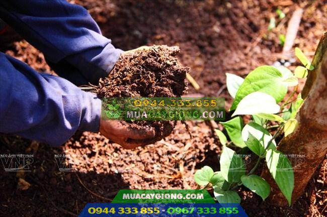 Cách trồng tiêu: Chuẩn bị đất trồng tiêu